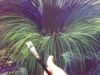Kindy kids sydney - grass tree